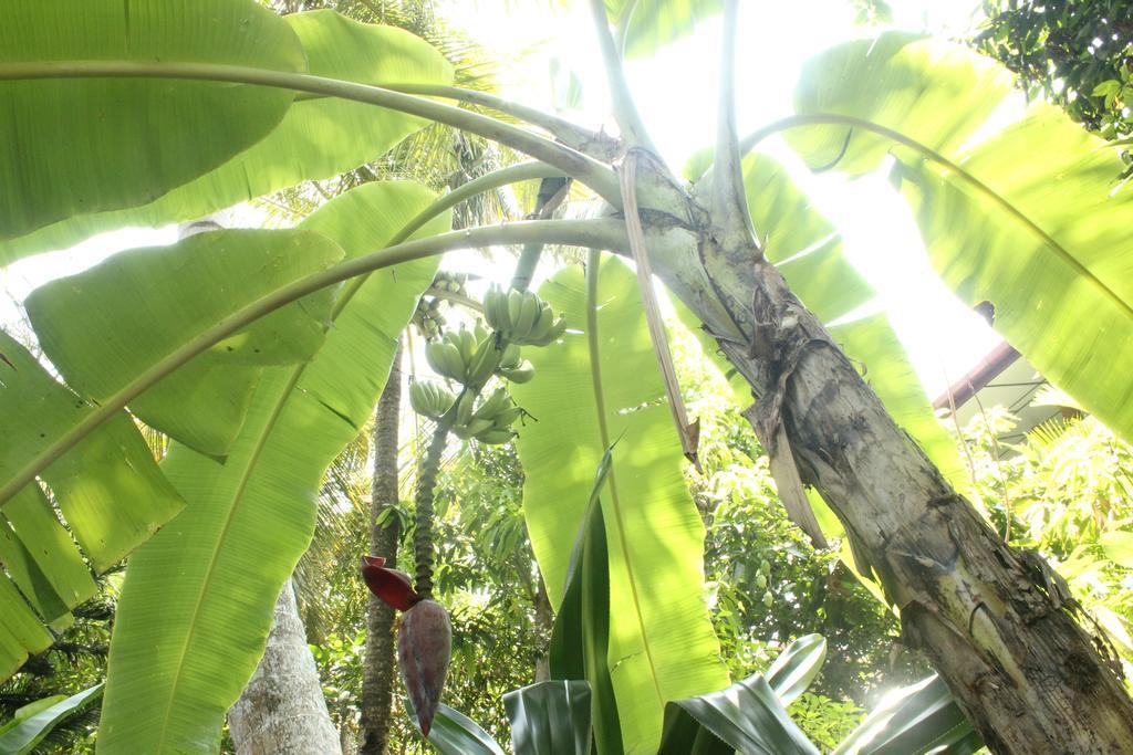 Dionis Villa Unawatuna Dış mekan fotoğraf